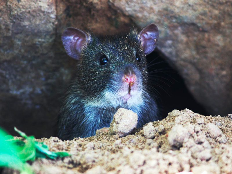 Como se livrar dos ratos?